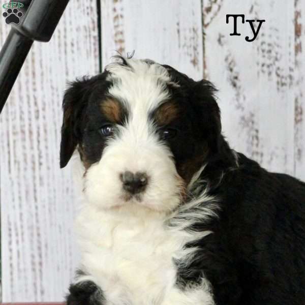 Ty, Bernedoodle Puppy